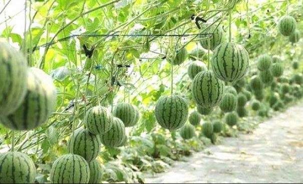 Water Melon Farming Manual